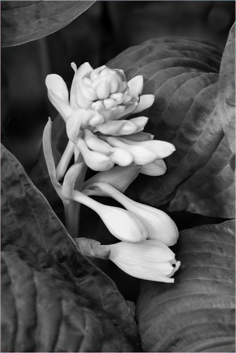 Gheno Rich Hosta Flowers Pictorial   Class A 20260121
